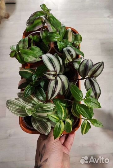 Традесканции сортовые