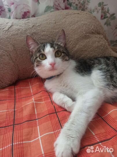 Киви в поисках дома