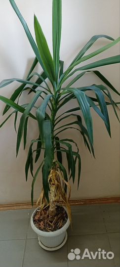 Пальма юкка