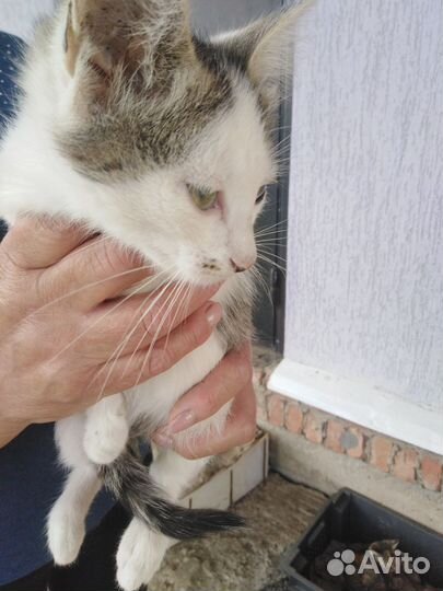 Котята в добрые руки, мальчики