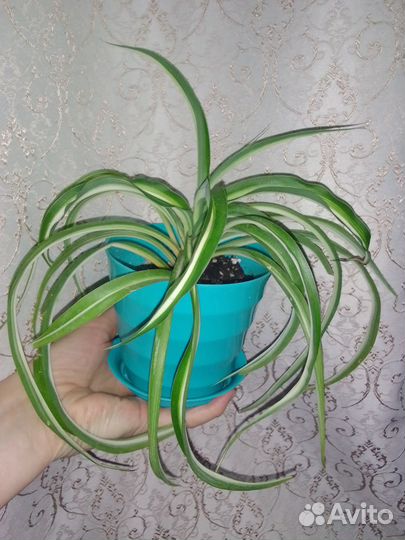 Хлорофитум Бони Кучерявый