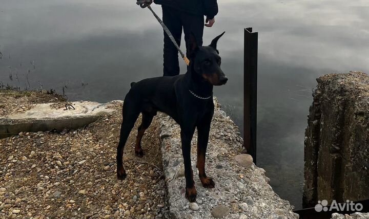 Доберман на вязка
