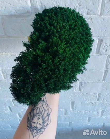 Мох для кашпо и панно опт и розница производство