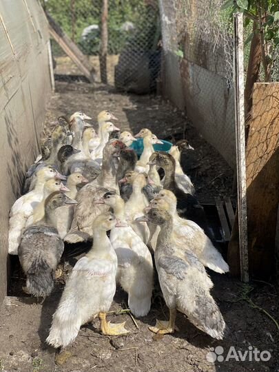 Мускусные утята индоутки