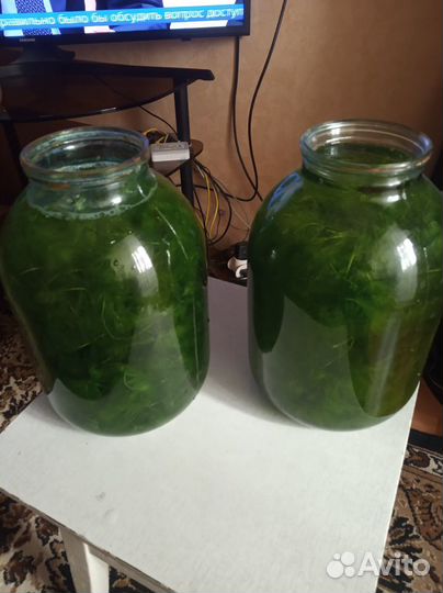 Растения в аквариум