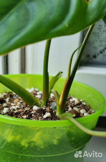 Филодендрон