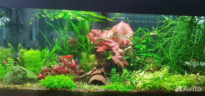 Аквариумные растения