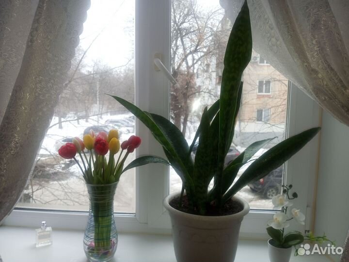 Сансевиерия дракон