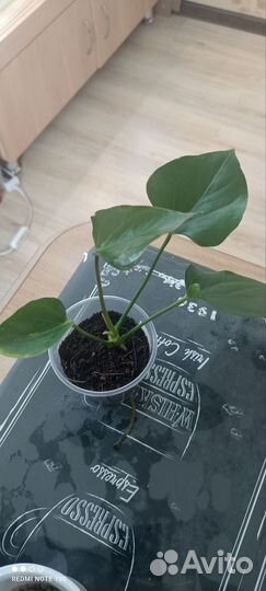 Антуриум Фентези Лав