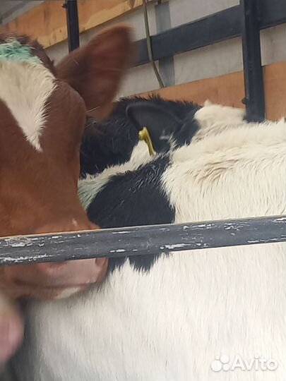 Телята бычки