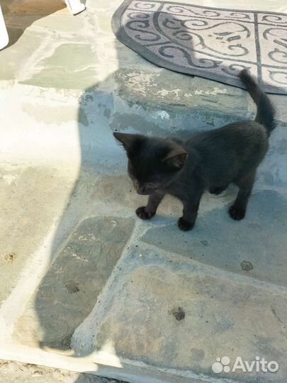 Природные котики