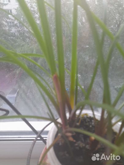 Зефирантес выскочка