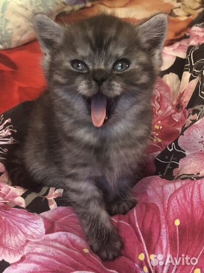 Британские котята