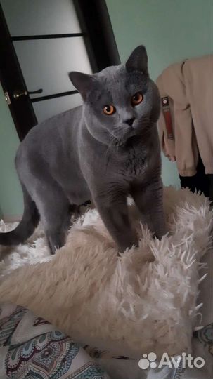 Британский кот вязка