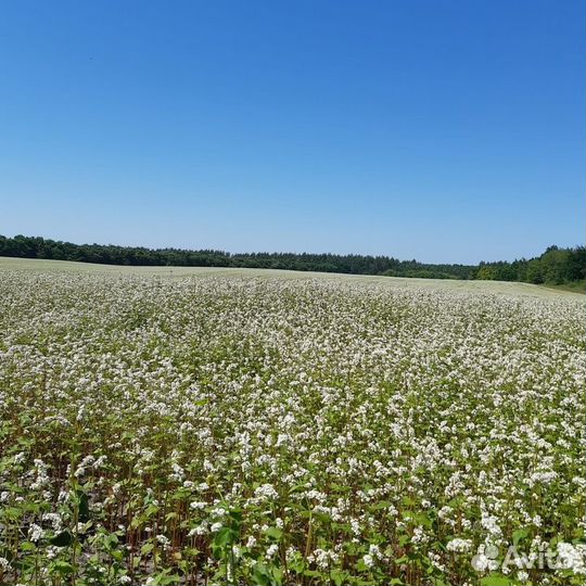 Мед алтайский натуральный