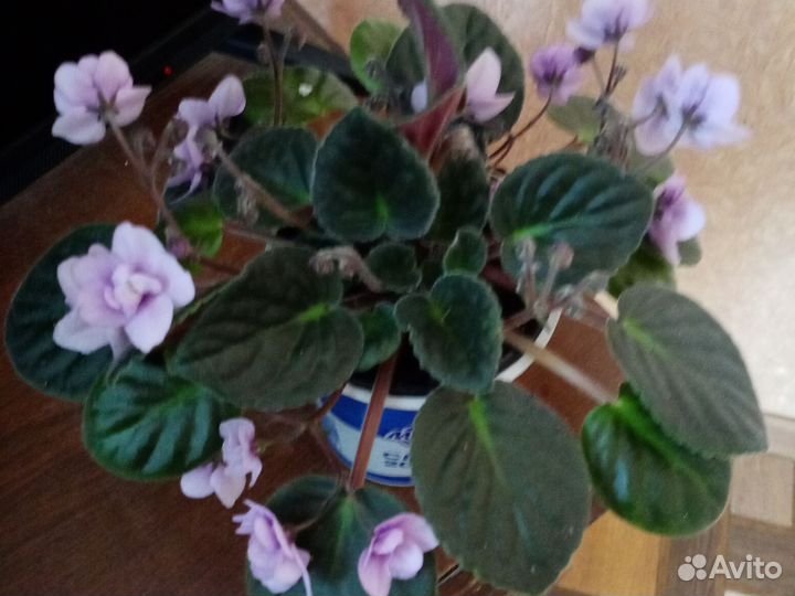 Комнатные растения