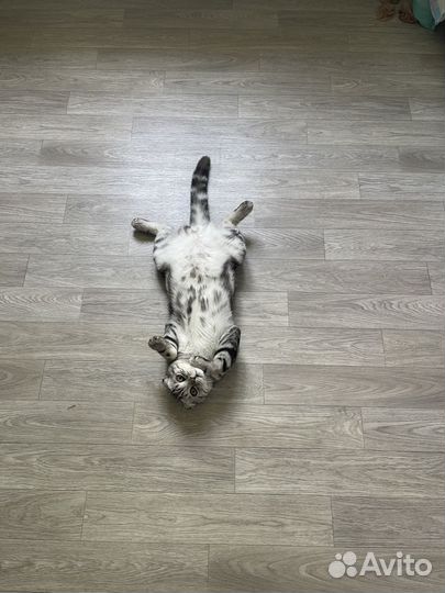 Шотландский вислоухий