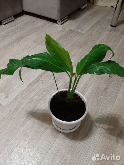 Спатифиллиум (женское счастье)