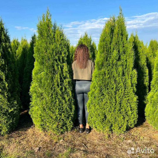 Туя смарагд 160 см