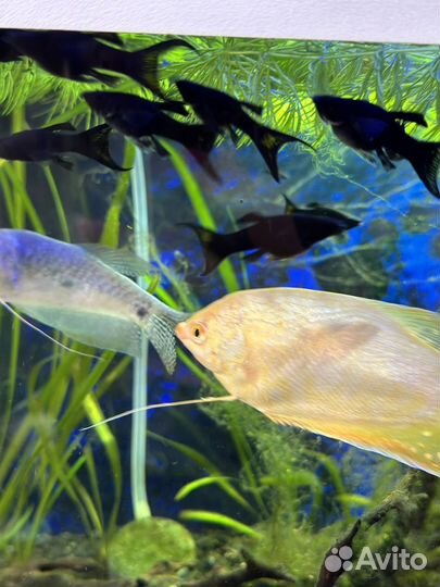 Моллинезия черная