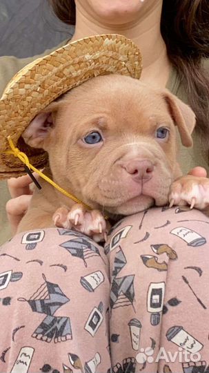 Американский булли