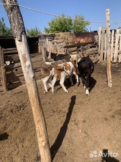 Коровы быки телки
