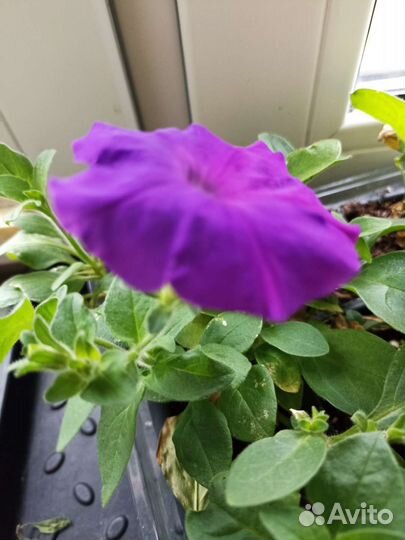 Рассада петунии