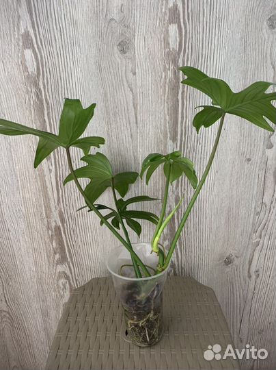 Филодендрон