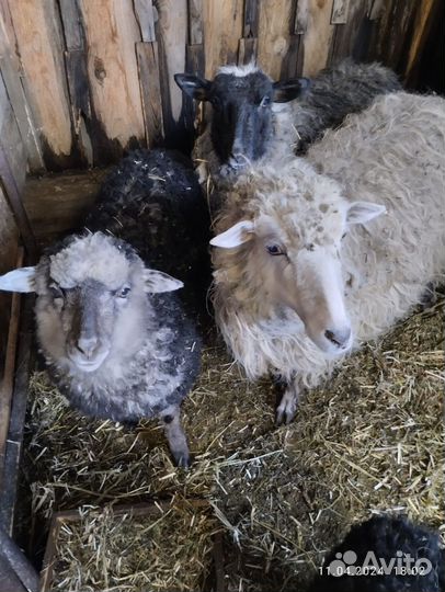 Телка, и коза нубо камори