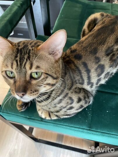 Бенгальский кот вязка