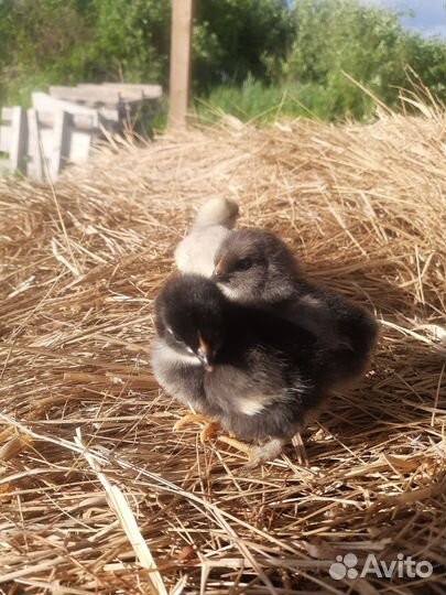 Куры цыплята доминанты
