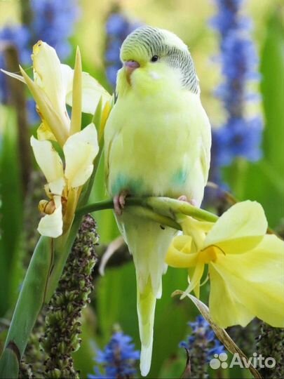 Передержка животных