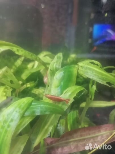 Аквариумные мхи