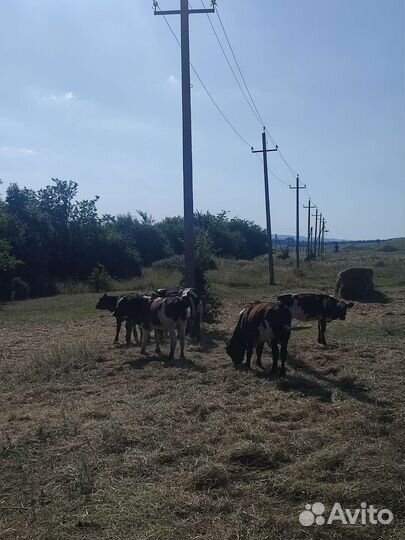 Телята бычки и тёлки