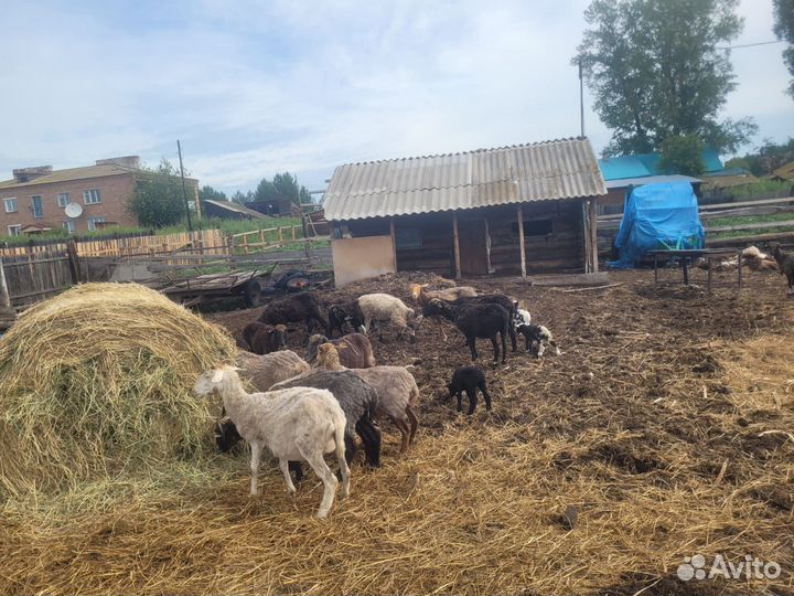 Овцы бараны