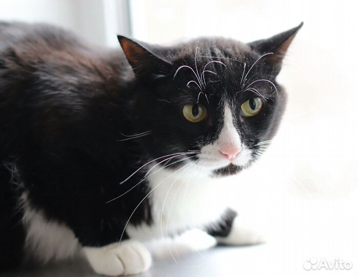 Коты бесплатно