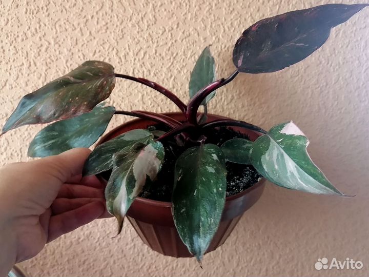 Филодендрон Розовая принцесса