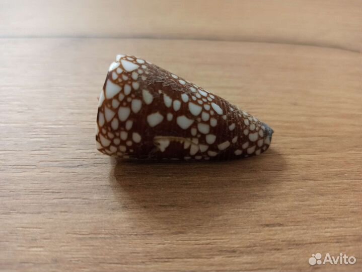 Морская раковина