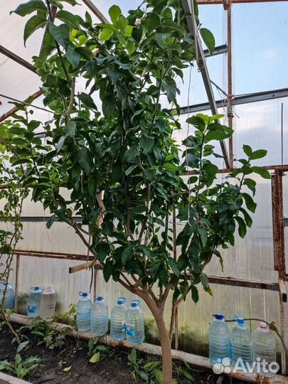 Лимонное дерево с плодами