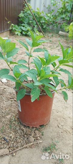 Продам гортензии