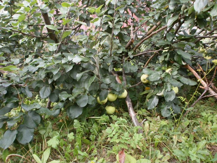 Участок 7,8 сот. (СНТ, ДНП)