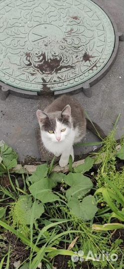 Котик ищет дом