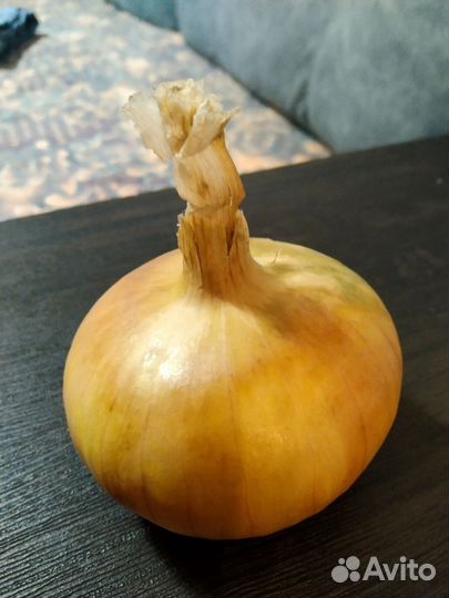 Лук репчатый