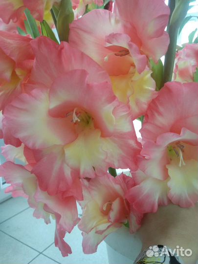 Гладиолусы, георгины лилии