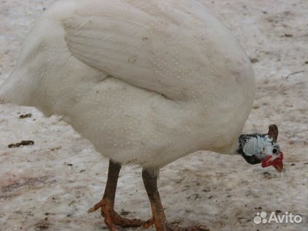 Яйцо Цесарки