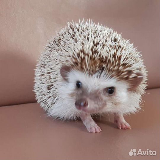 Ежик африканский