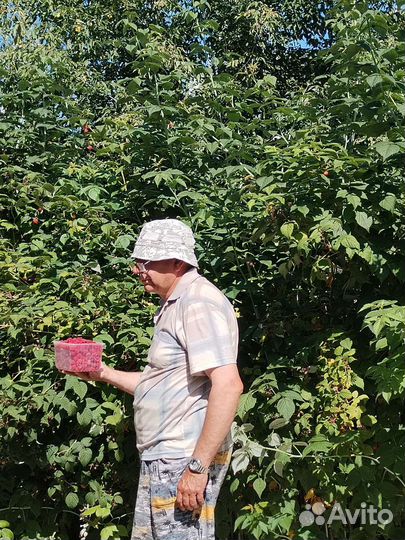 Малина, саженцы. 