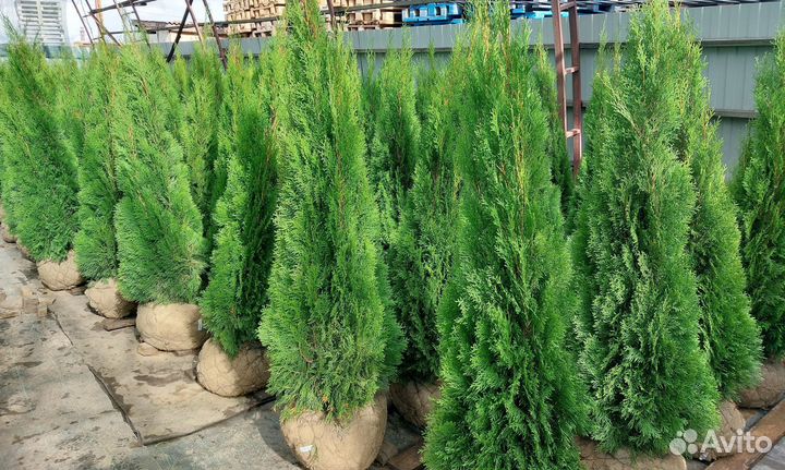 Саженцы Туя конусная Smaragd Смарагд Экстра