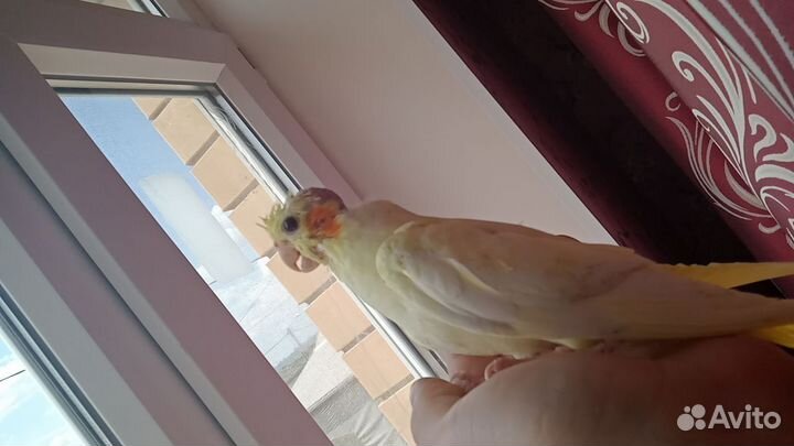 Попугай корелла птенец