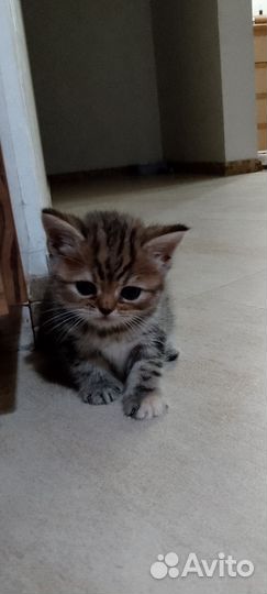 Шотланская кошка